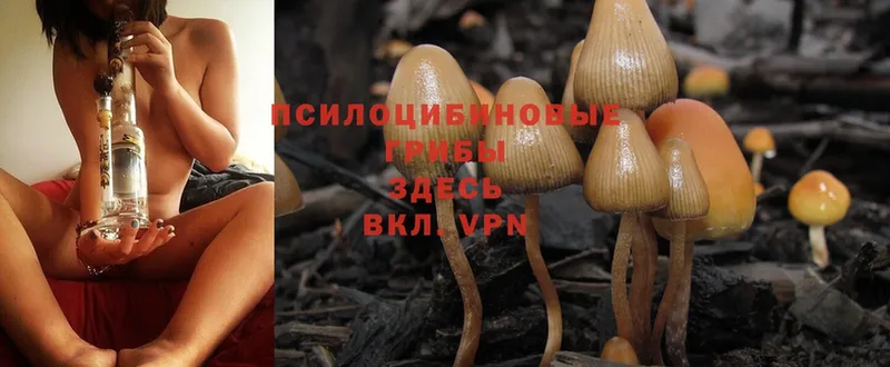 Галлюциногенные грибы MAGIC MUSHROOMS  Канск 